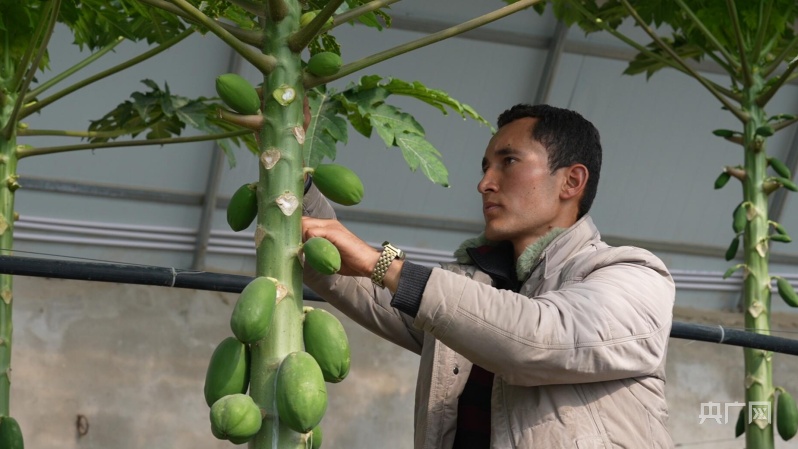 PG麻将胡了科技助力农业转型 特色水果试种见成效(图2)