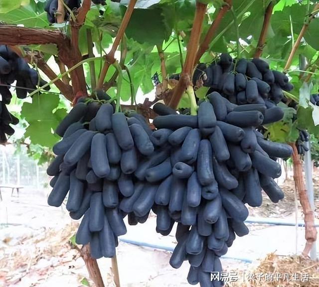 PG麻将胡了热门水果蓝宝石葡萄如何才能高产？记住这几点栽培要点产量高(图2)
