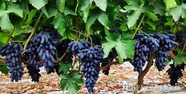 PG麻将胡了热门水果蓝宝石葡萄如何才能高产？记住这几点栽培要点产量高(图10)