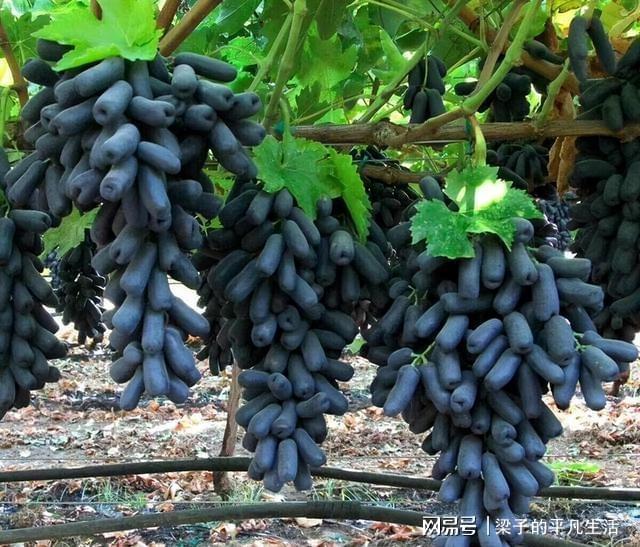 PG麻将胡了热门水果蓝宝石葡萄如何才能高产？记住这几点栽培要点产量高(图12)