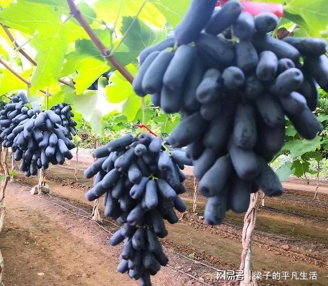 PG麻将胡了热门水果蓝宝石葡萄如何才能高产？记住这几点栽培要点产量高(图13)