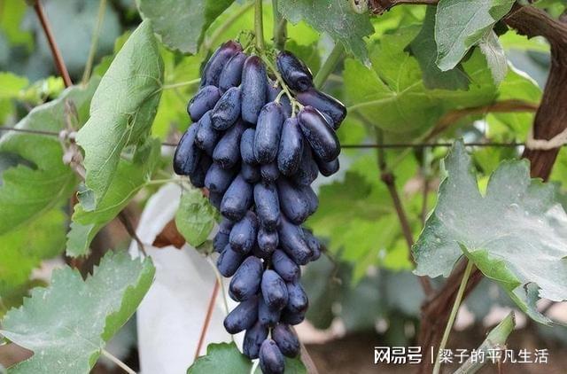 PG麻将胡了热门水果蓝宝石葡萄如何才能高产？记住这几点栽培要点产量高(图14)
