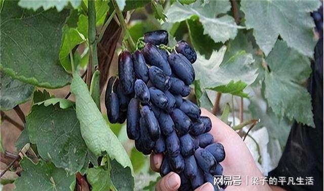 PG麻将胡了热门水果蓝宝石葡萄如何才能高产？记住这几点栽培要点产量高(图15)