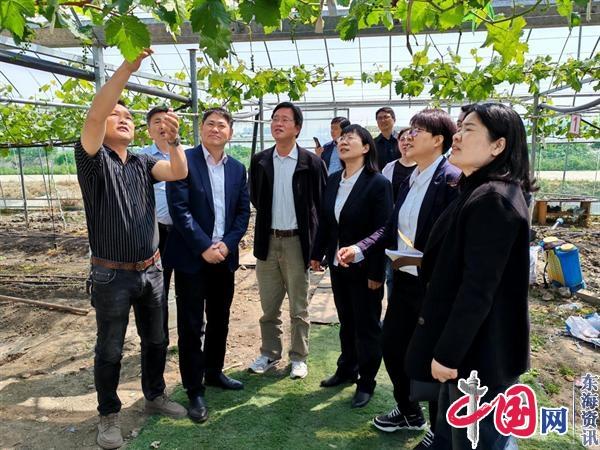 江苏省知名专家到林湖指导葡萄种植(图2)